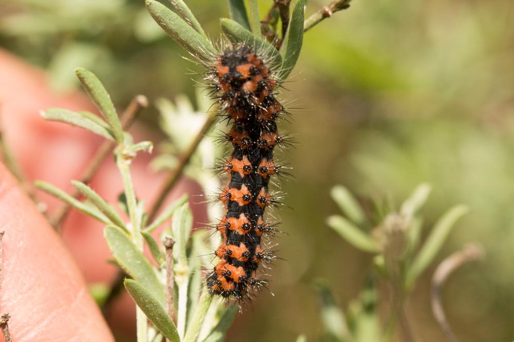 Petit Paon de Nuit (Le) Saturnia pavonia (Linnaeus, 1758)