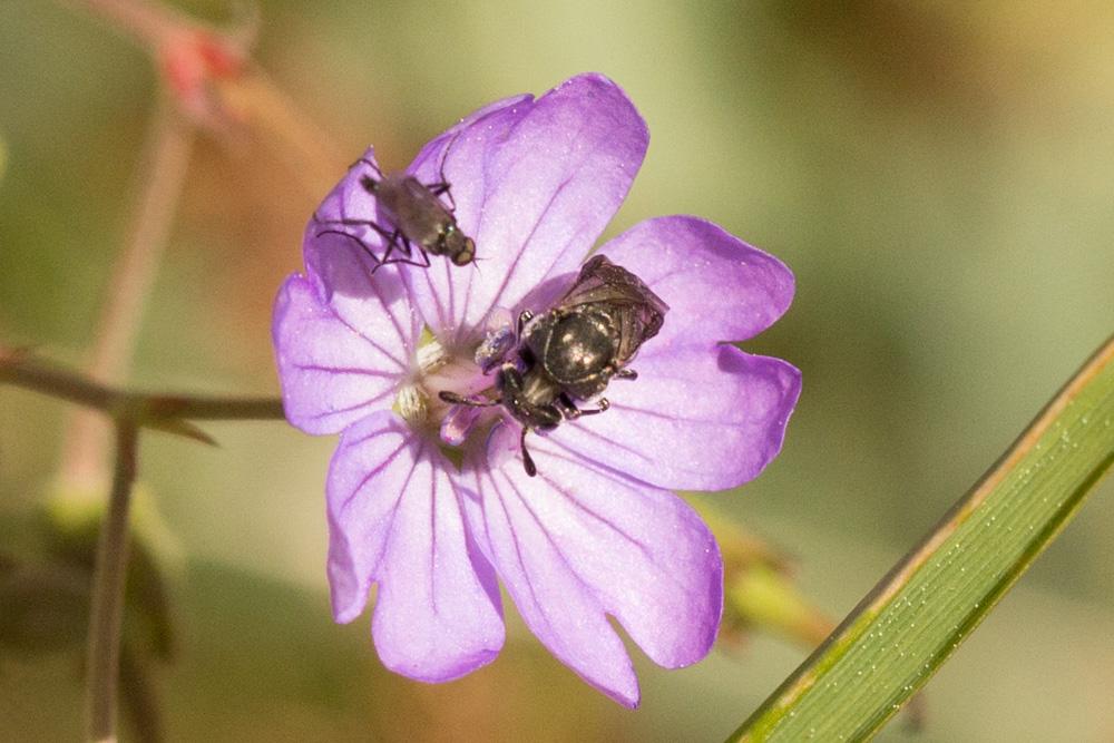 Corynis obscura (Fabricius, 1775)