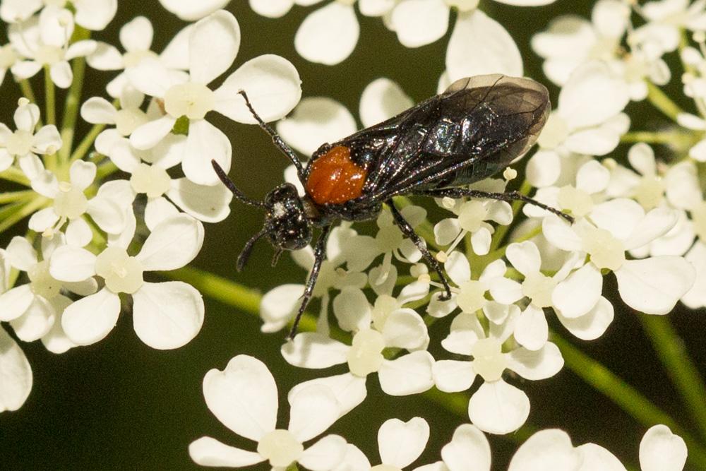 Arge thoracica (Spinola, 1808)