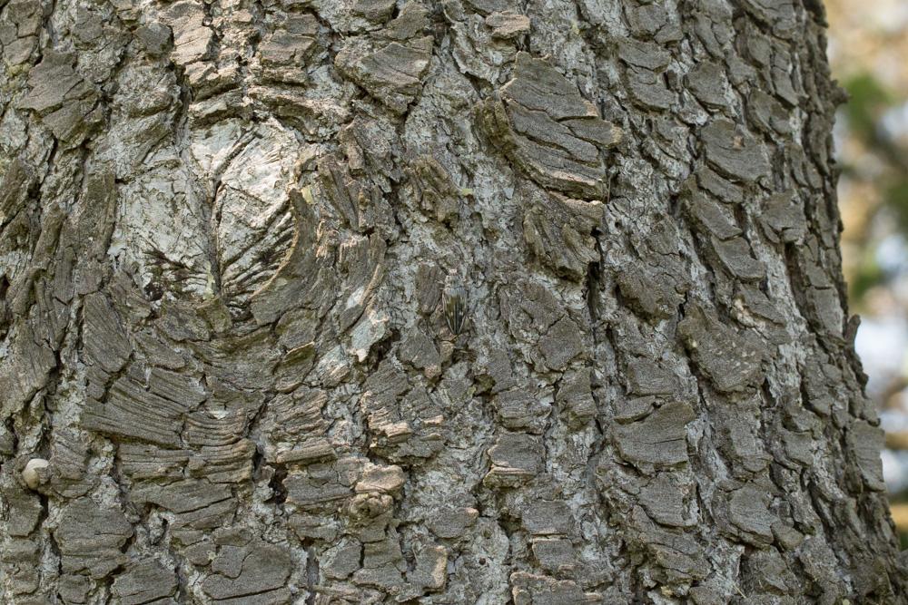 Chalcophora mariana (Linnaeus, 1758)