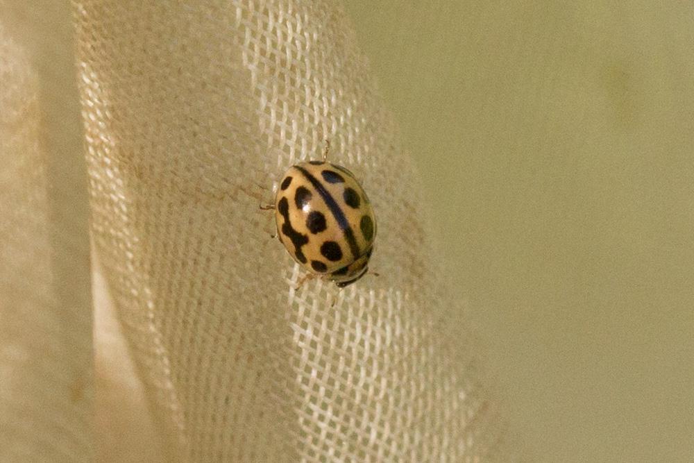 Tytthaspis sedecimpunctata (Linnaeus, 1760)