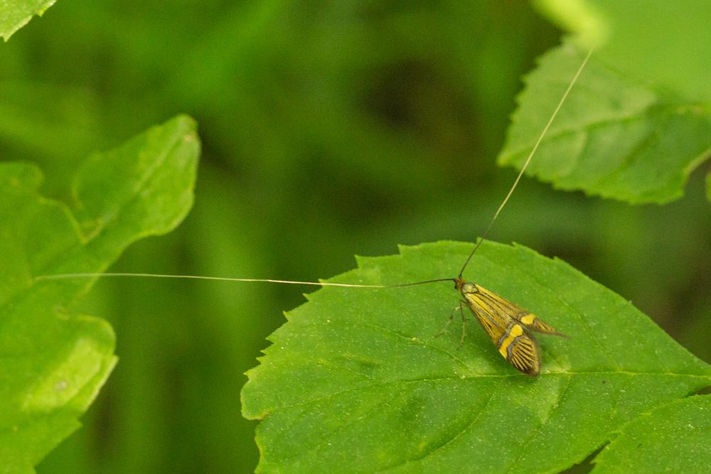 Nemophora degeerella (Linnaeus, 1758)