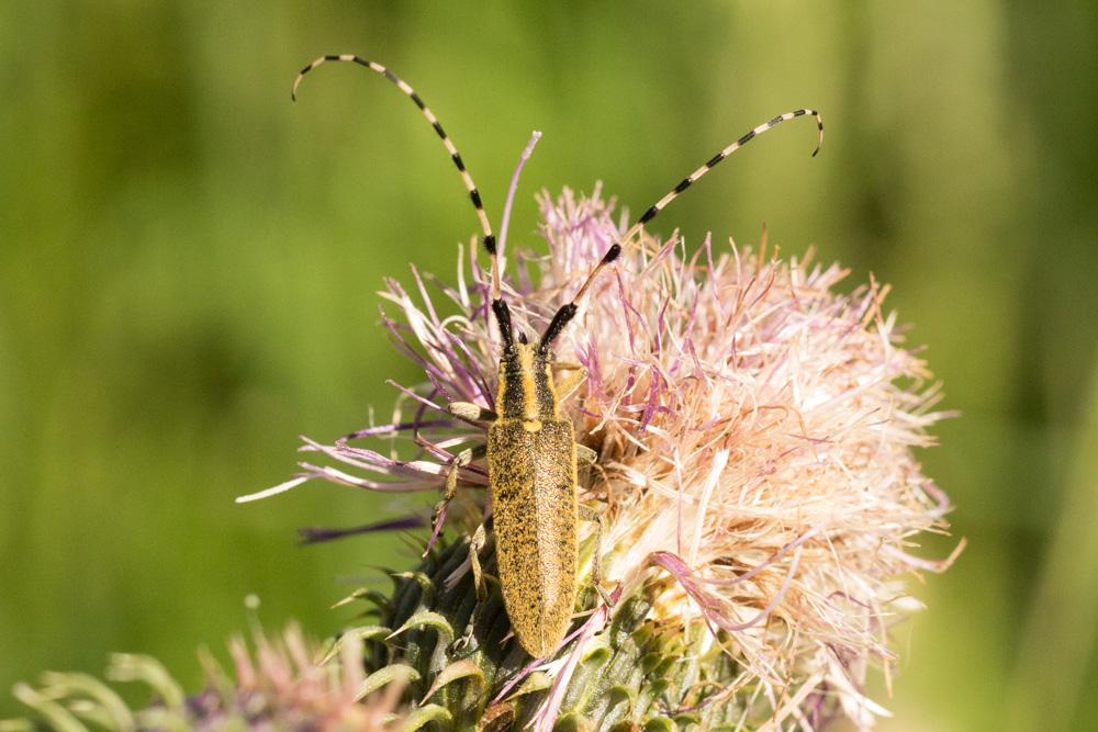 Agapanthia villosoviridescens (De Geer, 1775)