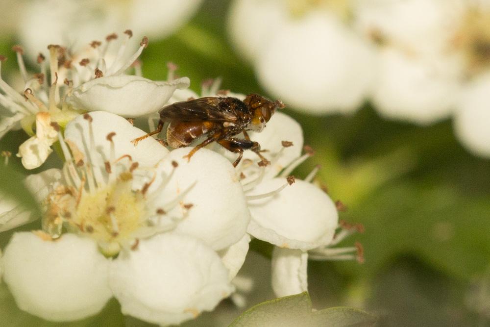 Myopa Fabricius, 1775