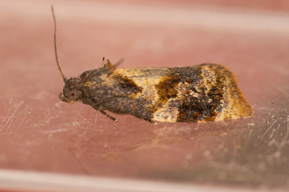 Ditula angustiorana (Haworth, 1811)
