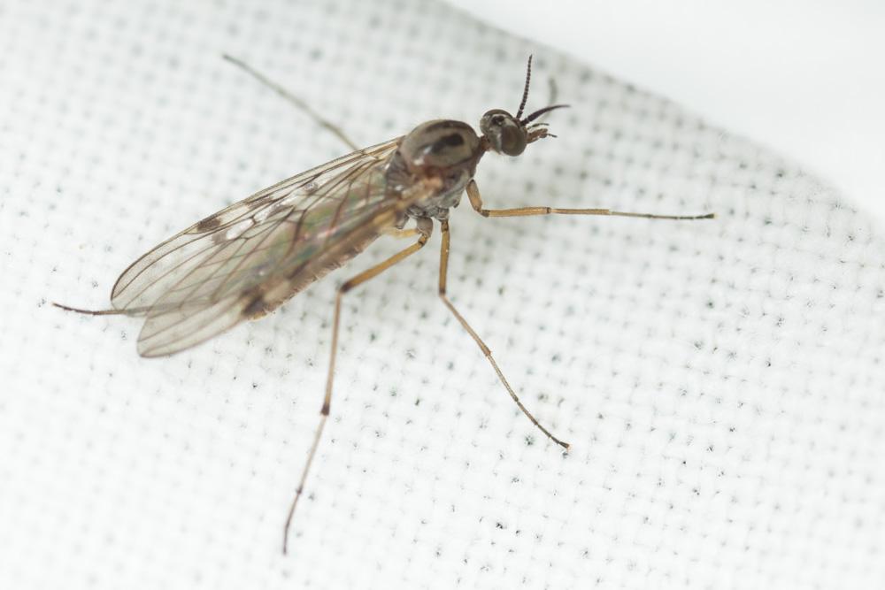 Le  Sylvicola cinctus (Fabricius, 1787)