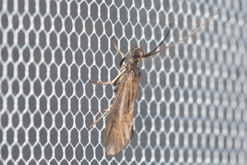 Le  sp. Sericostoma Latreille, 1825 sp.