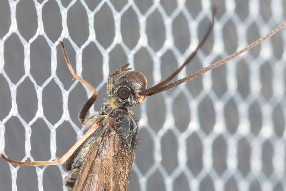 Le  sp. Sericostoma Latreille, 1825 sp.