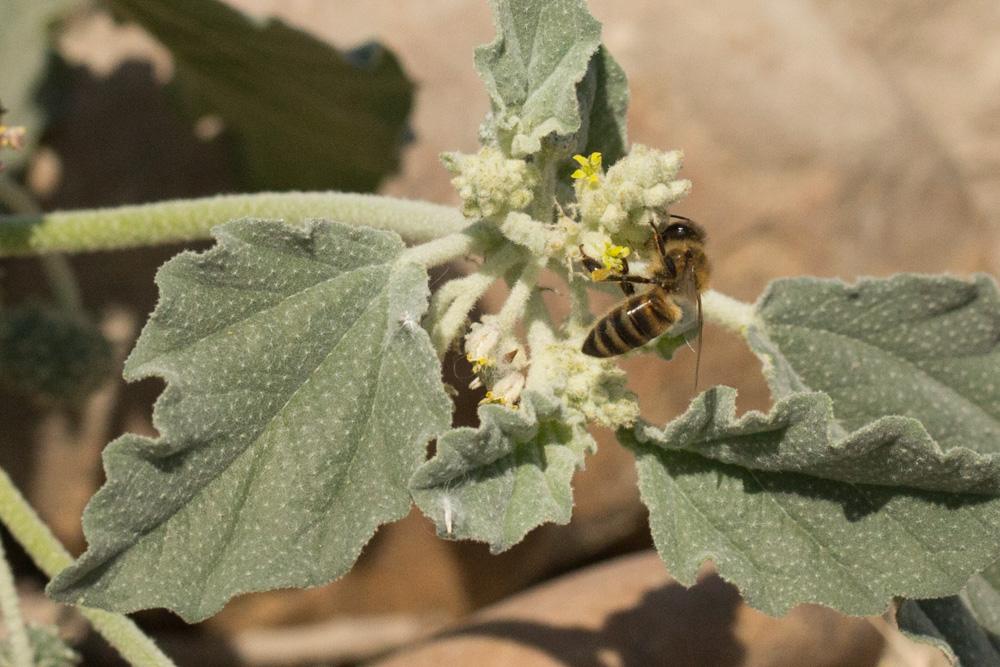 Le Abeille domestique, Abeille européenne, Abeille me Apis mellifera Linnaeus, 1758