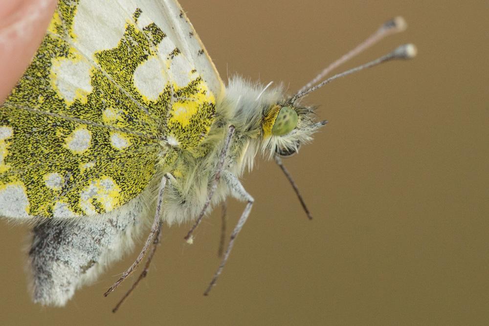 Piéride des Biscutelles (La) Euchloe crameri Butler, 1869