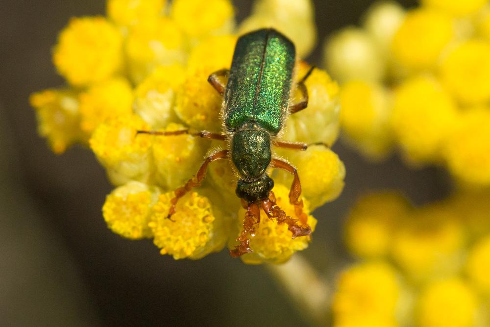  Cerocoma schreberi Fabricius, 1781