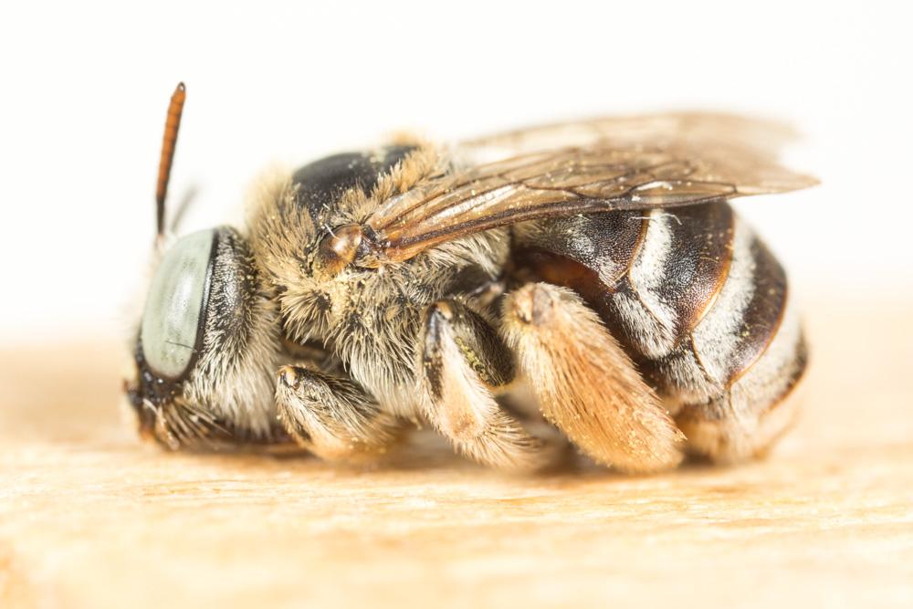 Eucère de Jullian Tetraloniella julliani (Pérez, 1879)