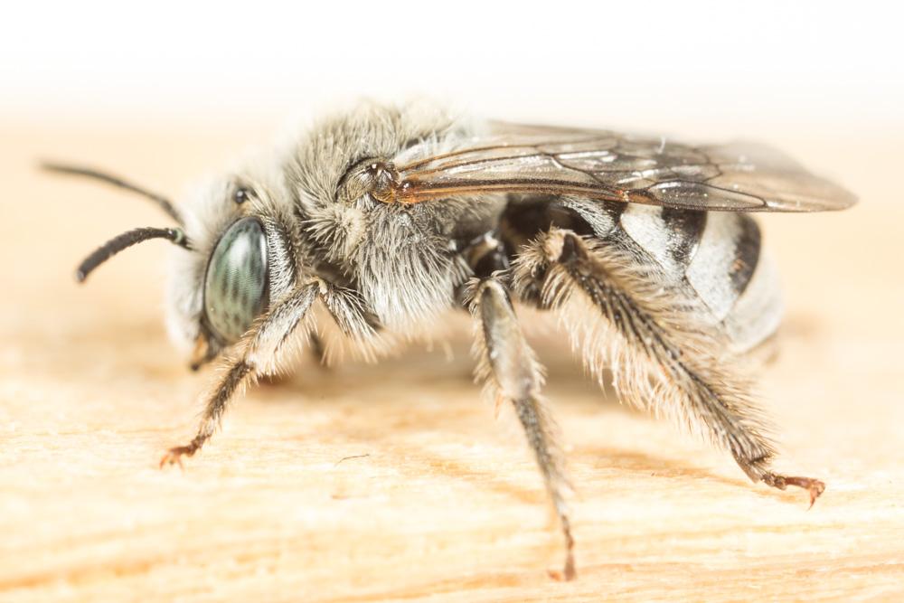 Eucère naine Tetraloniella nana (Morawitz, 1874)