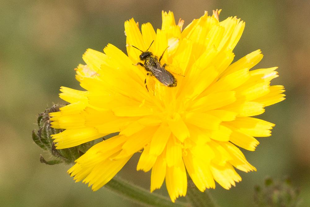 Panurgus dentipes Latreille, 1811