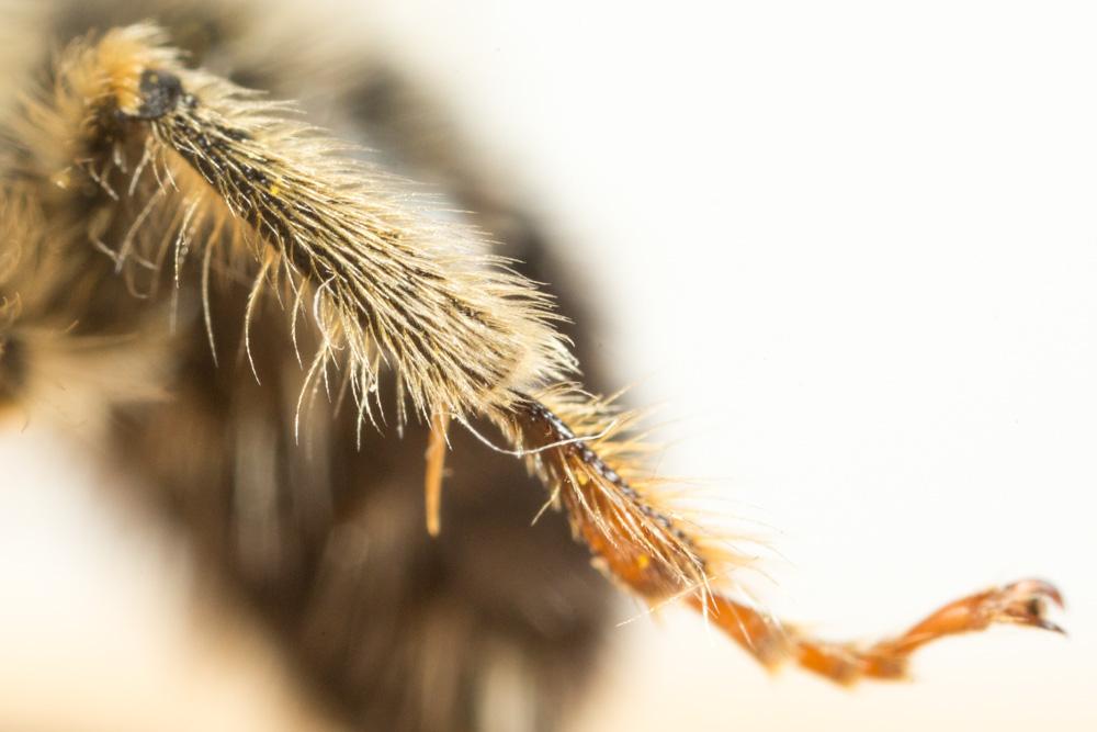 Eucère caspienne Eucera caspica Morawitz, 1873