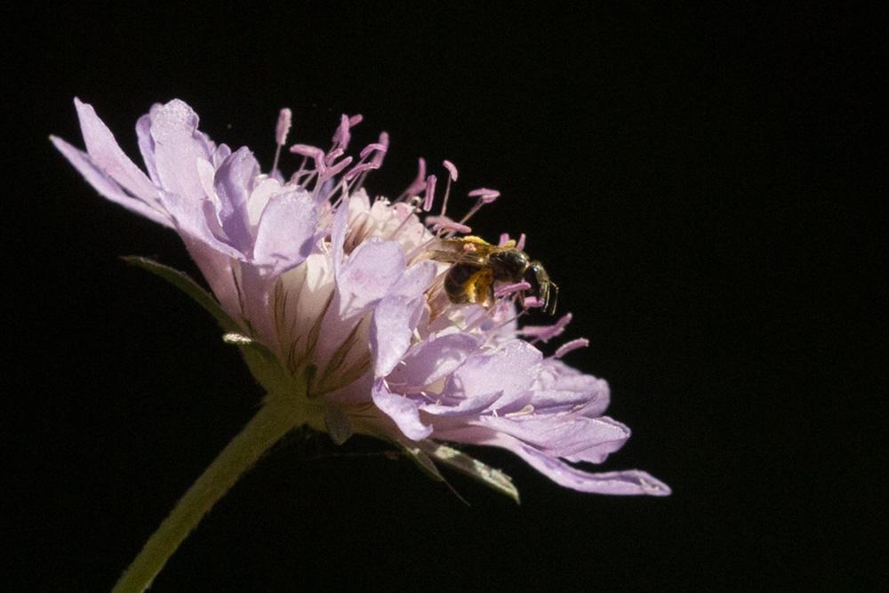  Lasioglossum Curtis, 1833