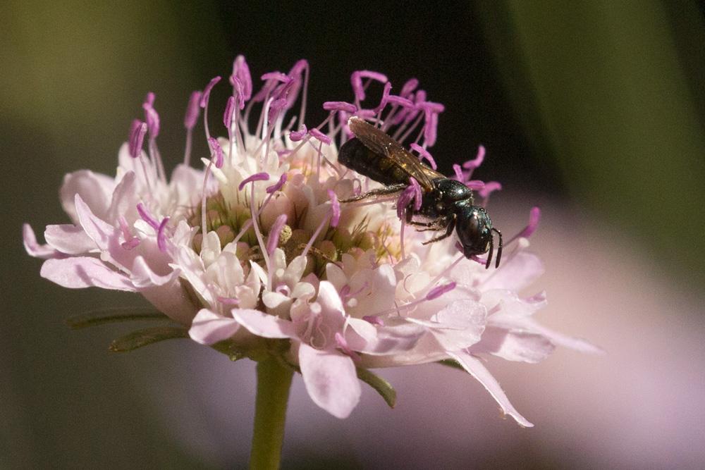  Ceratina Latreille, 1802