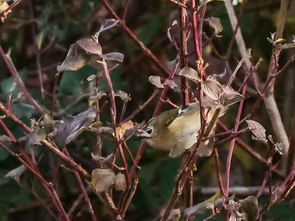 Roitelet huppé Regulus regulus (Linnaeus, 1758)