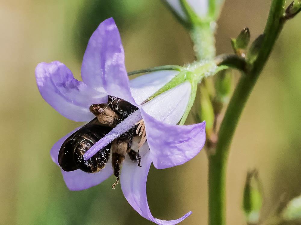  Andrena Fabricius, 1775