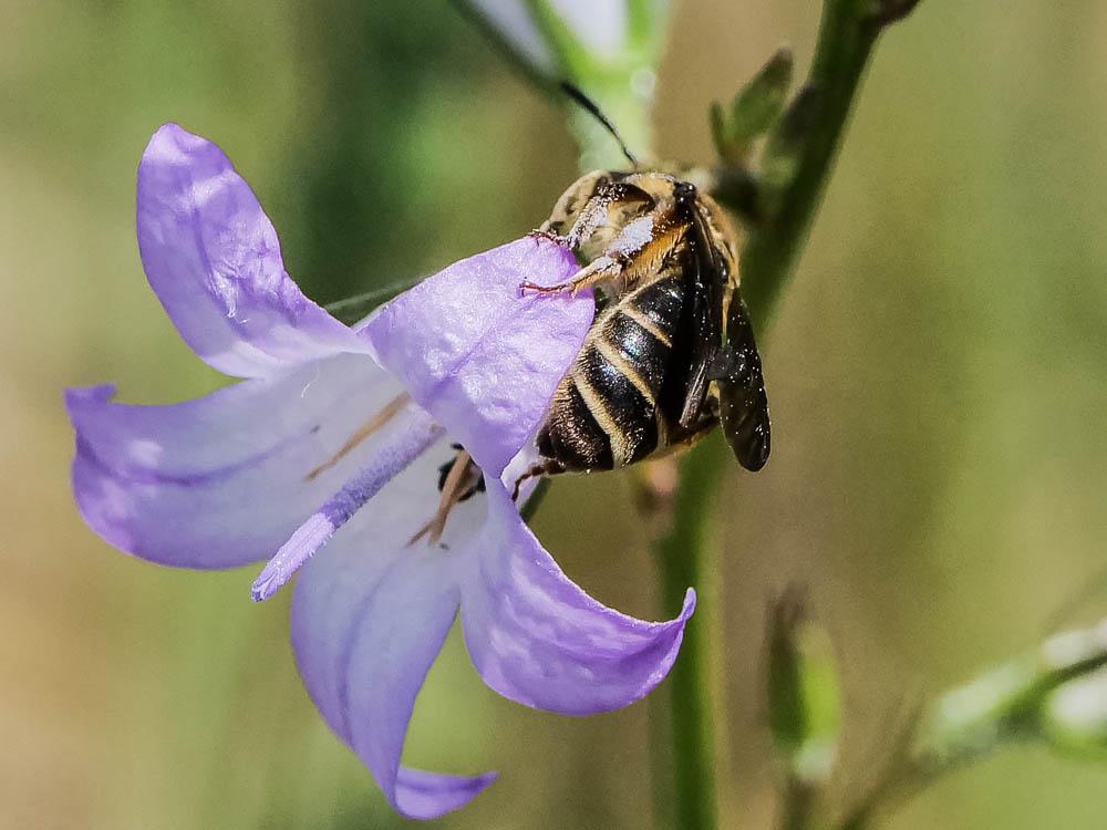  Andrena Fabricius, 1775