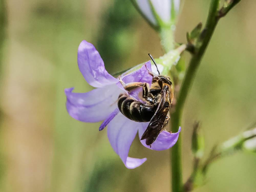  Andrena Fabricius, 1775