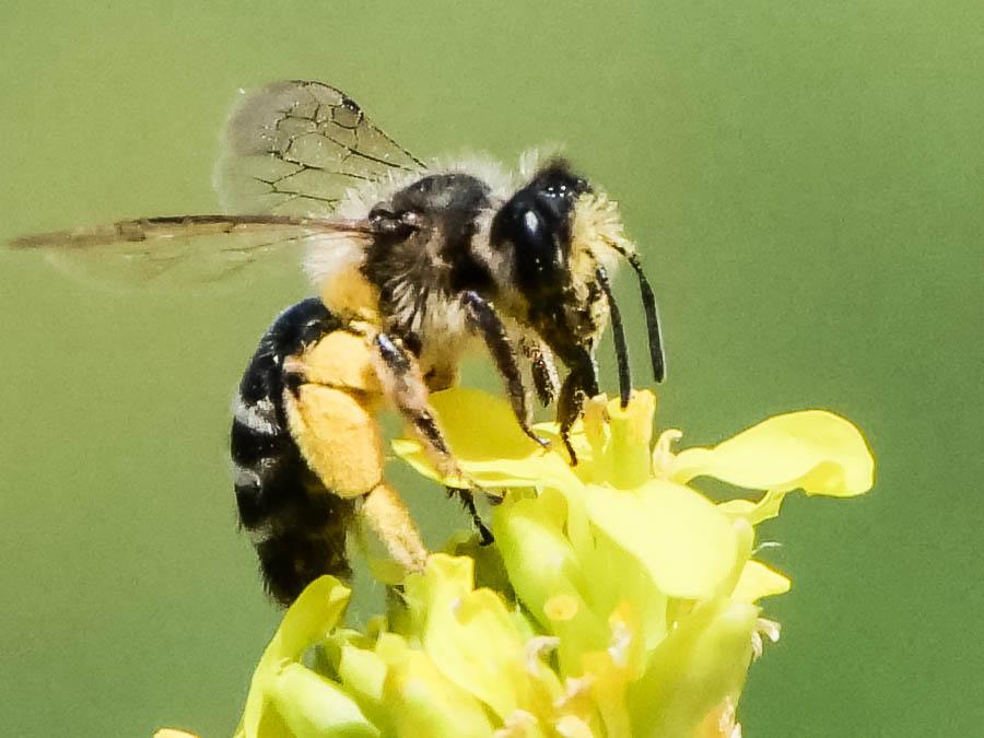  Andrena vetula Lepeletier, 1841