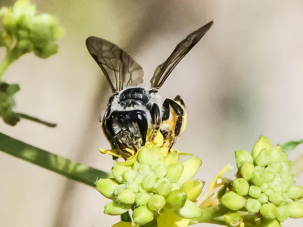  Andrena vetula Lepeletier, 1841