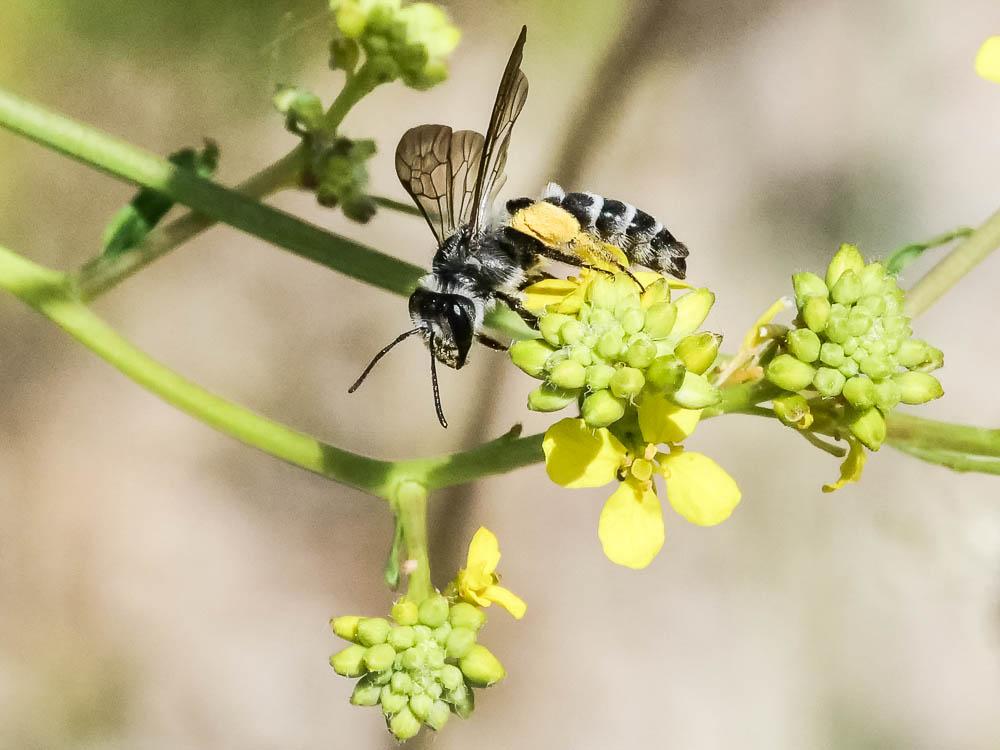  Andrena vetula Lepeletier, 1841