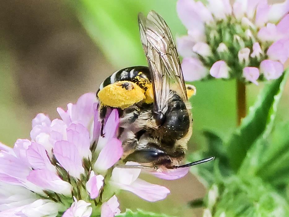  Andrena Fabricius, 1775