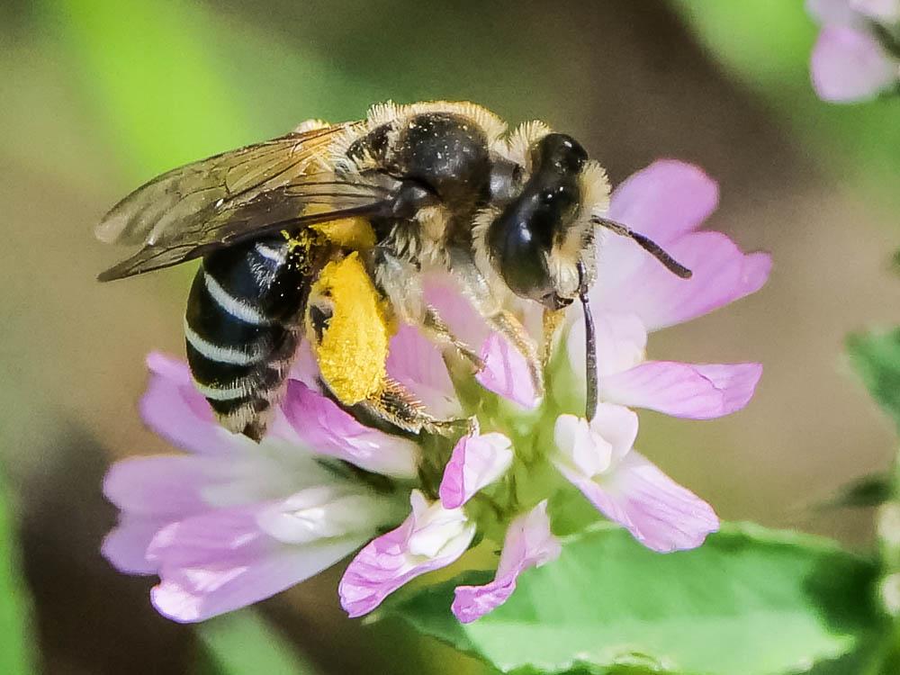  Andrena Fabricius, 1775