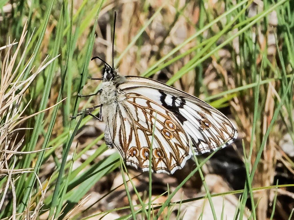 Échiquier d'Occitanie (L'), Demi-Deuil occitan (Le Melanargia occitanica (Esper, 1793)