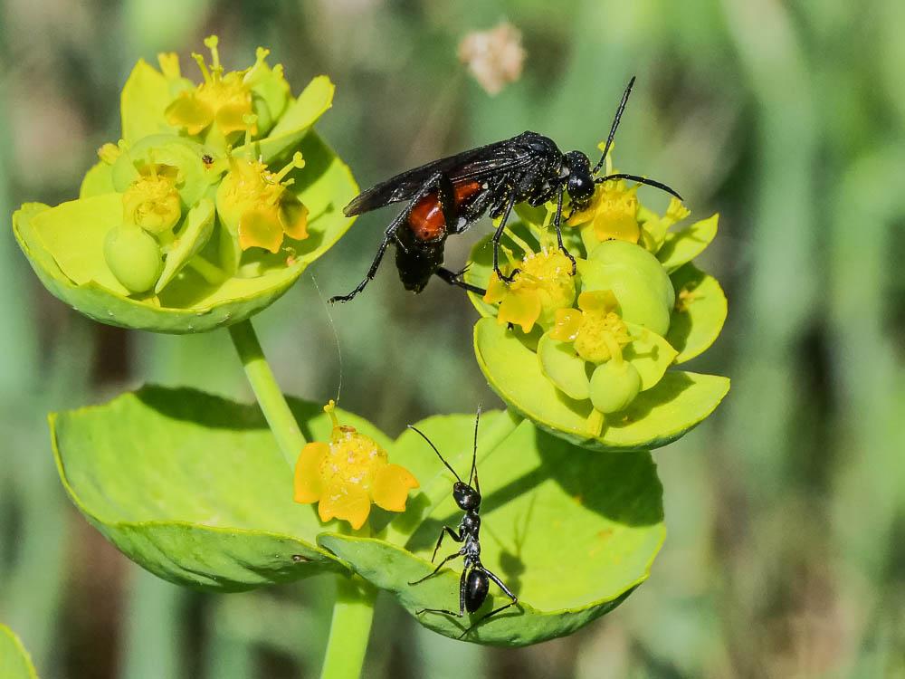 Mouche-à-scie noire, avec le milieu du ventre fauv Macrophya annulata (Geoffroy, 1785)