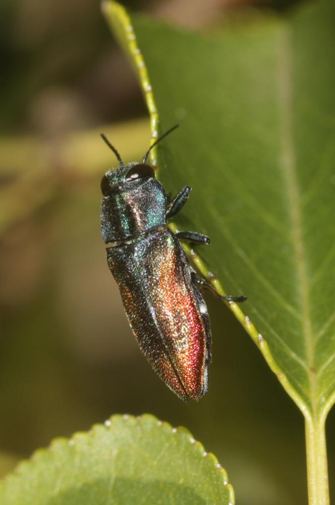  Anthaxia Eschscholtz, 1829
