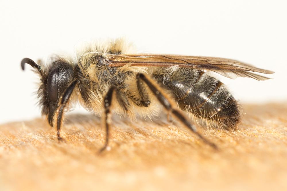  Andrena nigroaenea (Kirby, 1802)
