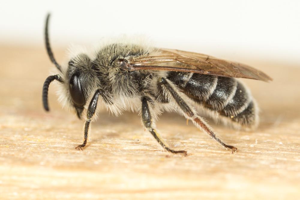  Andrena wilkella (Kirby, 1802)
