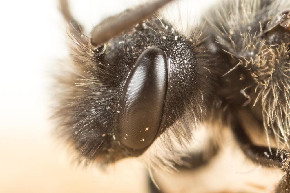  Andrena bicolor Fabricius, 1775