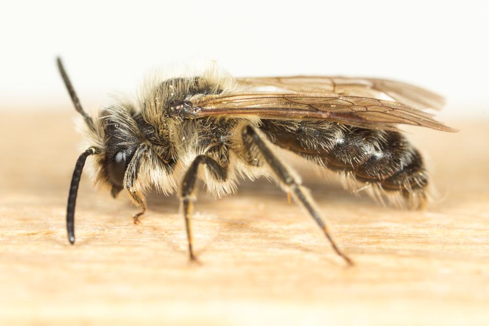  Andrena ranunculorum Morawitz, 1877