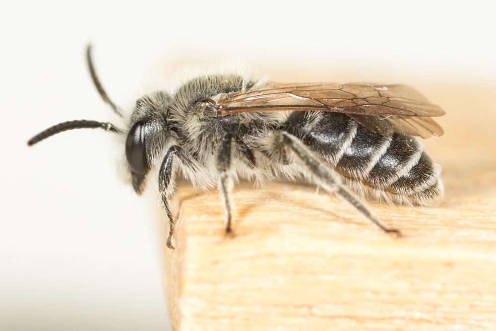  Andrena afzeliella (Kirby, 1802)