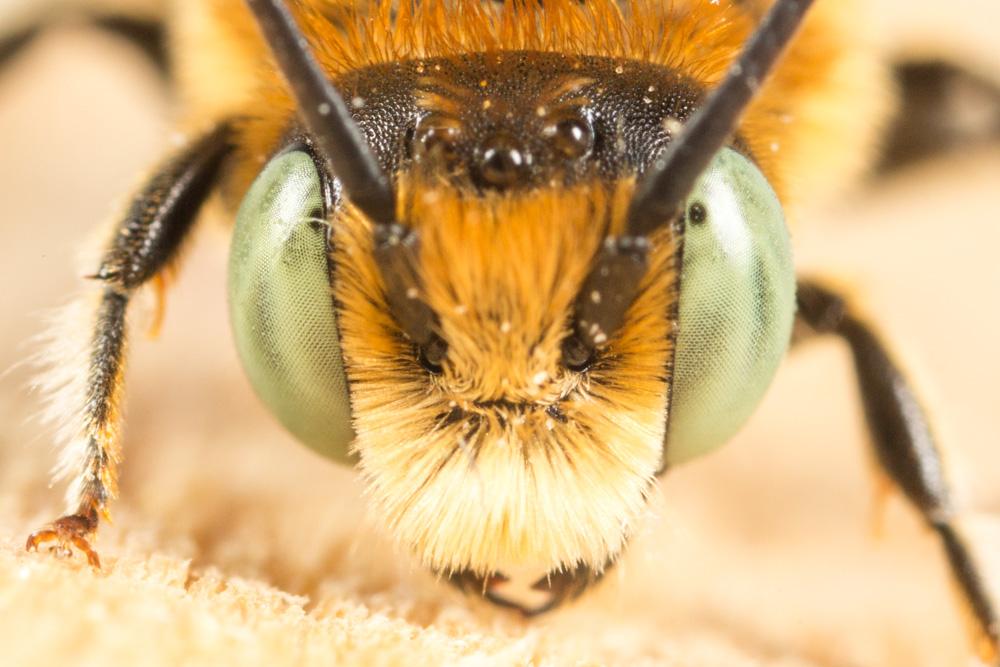 Hoplitis ravouxi (Pérez, 1902)