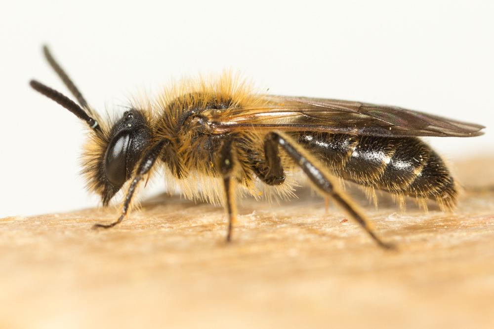 Andrena Fabricius, 1775