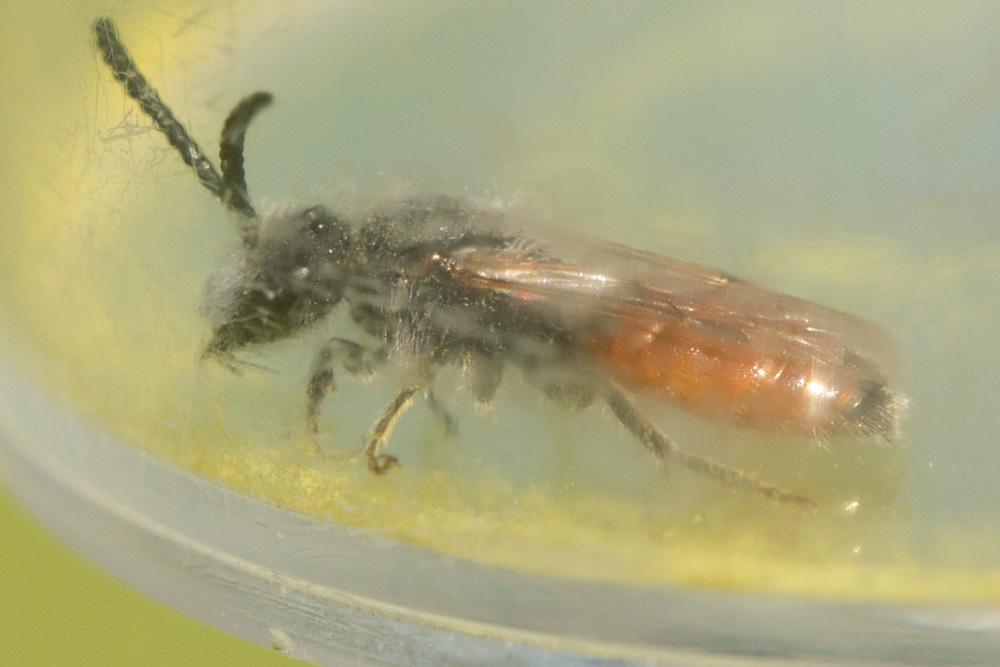  Sphecodes Latreille, 1804