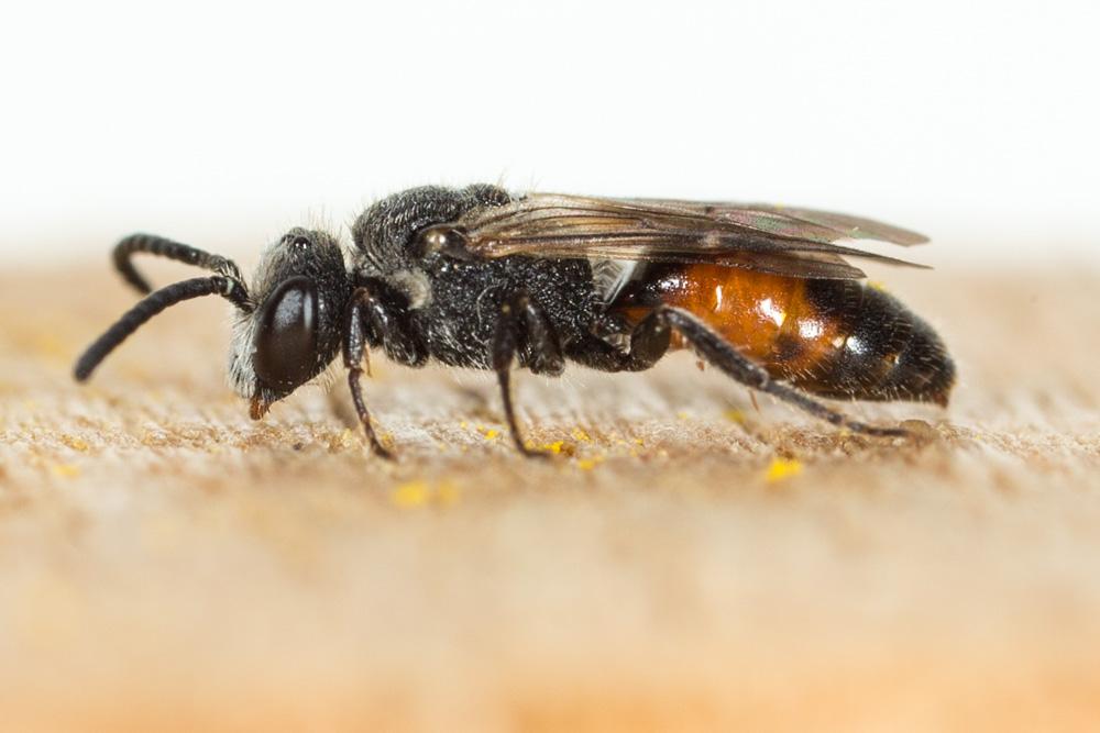  Sphecodes puncticeps Thomson, 1870