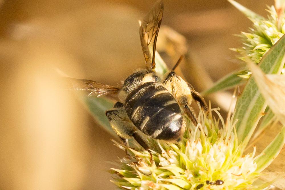  Andrena variabilis Smith, 1853