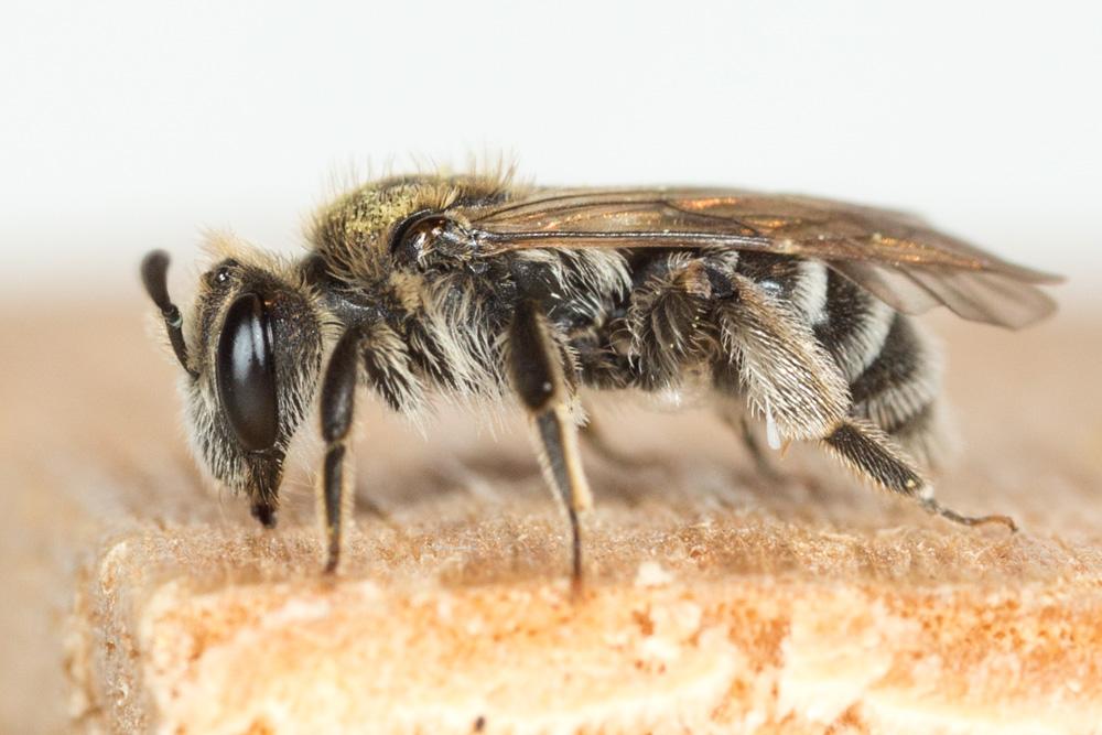  Andrena niveata Friese, 1887