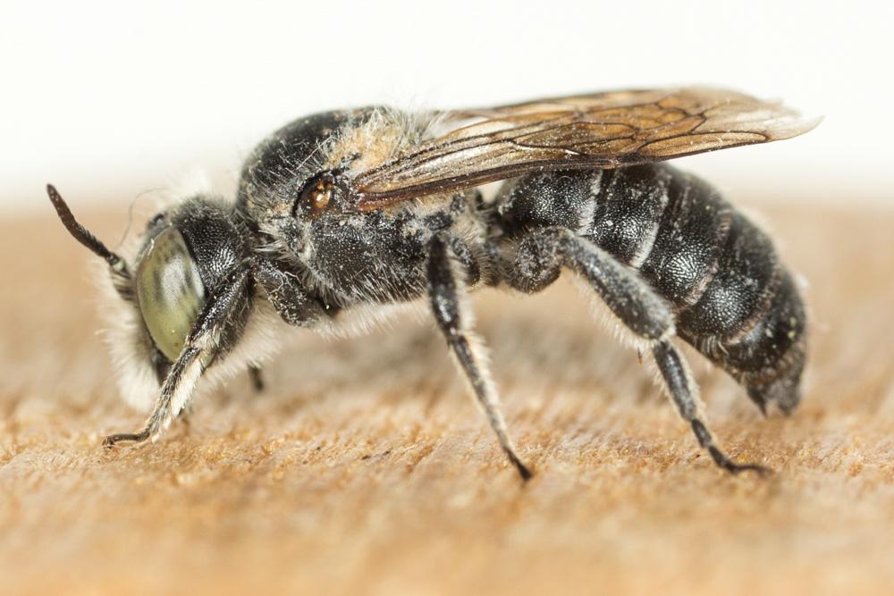  Hoplitis benoisti (Alfken, 1935)