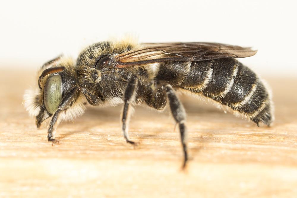  Hoplitis adunca (Panzer, 1798)