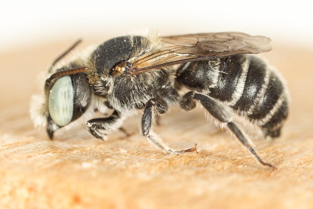  Hoplitis annulata (Latreille, 1811)