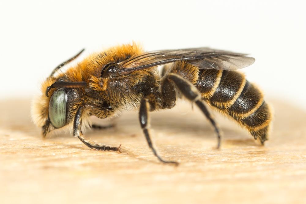  Hoplitis adunca (Panzer, 1798)