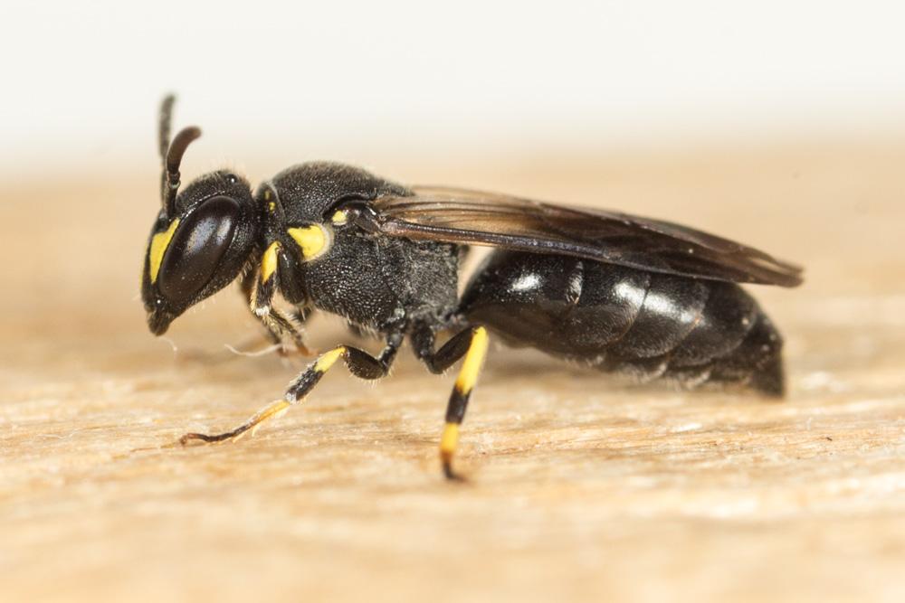  Hylaeus trinotatus (Pérez, 1895)
