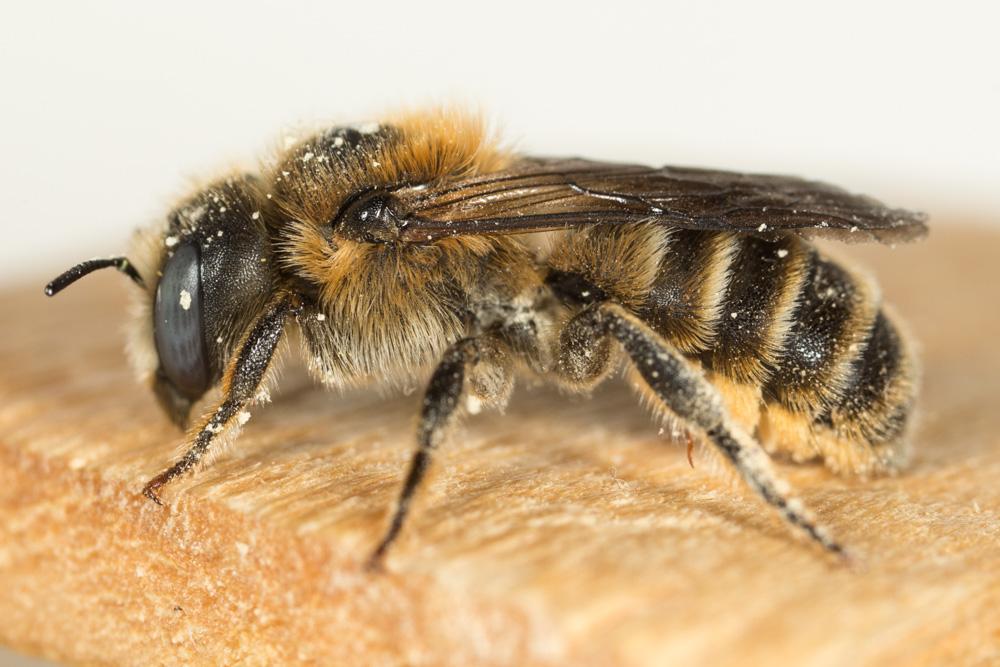  Hoplitis tridentata (Dufour & Perris, 1840)